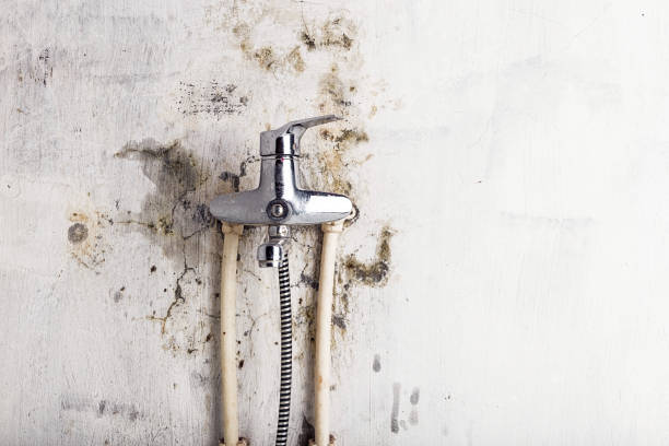 Best Fast Mold Removal  in Port Byron, NY