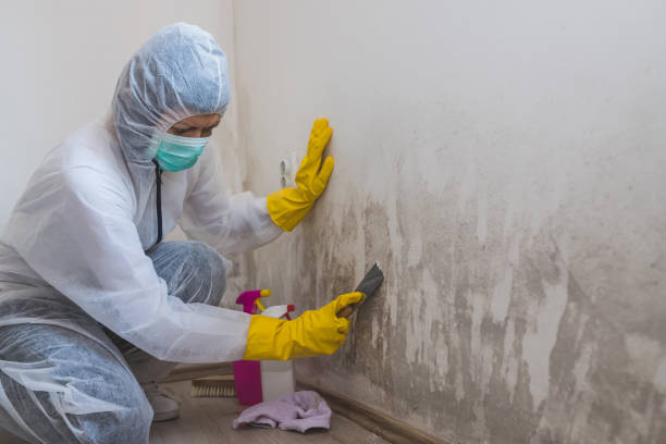 Best Residential Mold Removal  in Port Byron, NY