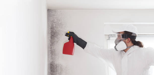 Best Mold Remediation  in Port Byron, NY